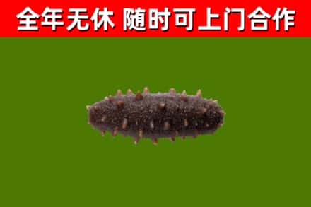 巫溪回收海参干